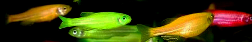 danio_glofish1